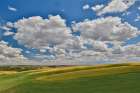USA, Washington State, Palouse. Rolling hills with winter and spring wheat Art Print